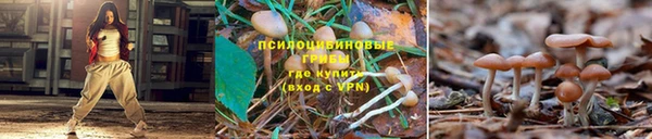 крисы Армянск
